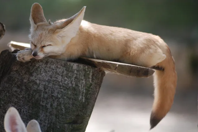 Fennec fox. (Photo by In Cherl Kim)