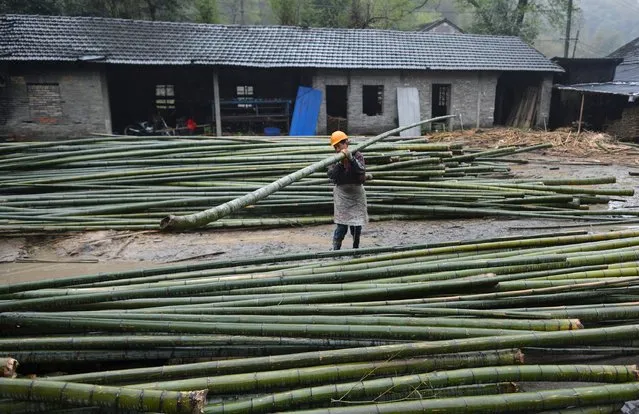 A worker carries bamboo at a mill at Huoshan county, Anhui province, April 4, 2015. (Photo by Reuters/Stringer)