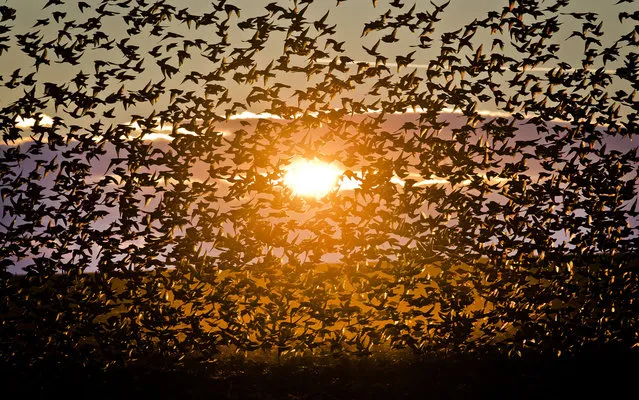A large flock of starlings fly illuminated by the setting sun near Bacau, north eastern Romania, Tuesday, December 10, 2013. Large numbers of starlings populate the vast cereal growing agricultural lands in eastern Romania, feeding on the seeds already laid in the ground. (Photo by Vadim Ghirda/AP Photo)