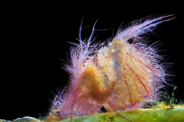 Supermacro, 1st Place. “Hairy Flames” Hairy Shrimp in Anilao, Philippines. (Photo by Edison So/The Ocean Art 2018 Underwater Photography Competition)