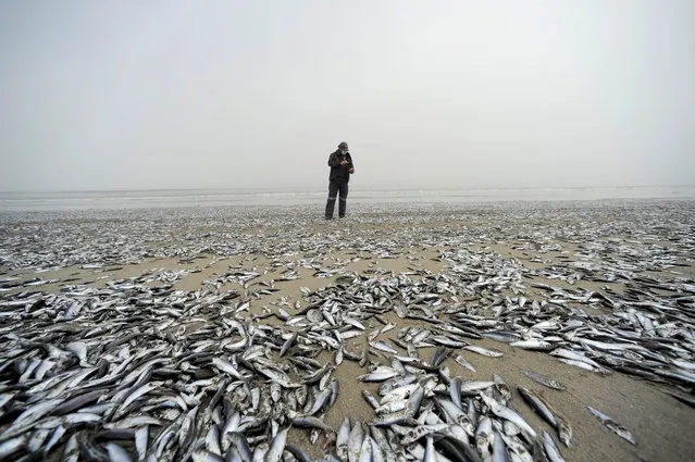 An employee from Chile's National Fisheries and Aquaculature Service (SERNAPESCA) looks at dead fish washed up on shore, in Horcones, Chile, February 3, 2021. (Photo by Jose Luis Saavedra/Reuters)