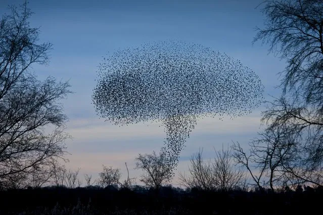 Starlings, a murmuration of a million birds, in mushroom cloud shape as they drop to roost on Avalon Marshes, UK. (Photo by Caters News)