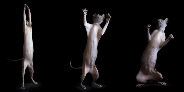 A photographer has captured the bizarre beauty of sphynx cats in a series of intriguing portraits. Creative Alicia Rius snapped them from different angles showing off their unusual flesh, colourings and bones. In the images the cats can be seen curiously playing, observing their surroundings and even grooming themselves. (Photo by Alicia Rius/Caters News)