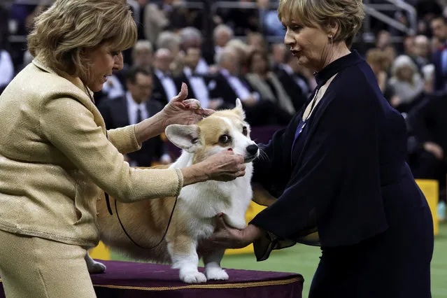 Herding group judge Ms. Peggy Beisel-McIlwaine examines a Corgi at the 143rd Westminster Kennel Club Dog show at Madison Square Garden in New York, February 11, 2019. (Photo by Caitlin Ochs/Reuters)