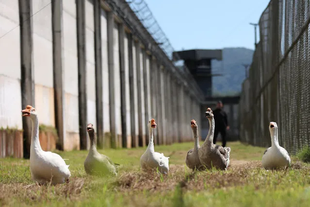 A group of geese used to help vigilance patrols around the Penitentiary Complex honk near Florianopolis, Santa Catarina State, Brazil on December 15, 2023. (Photo by Anderson Coelho/Reuters)