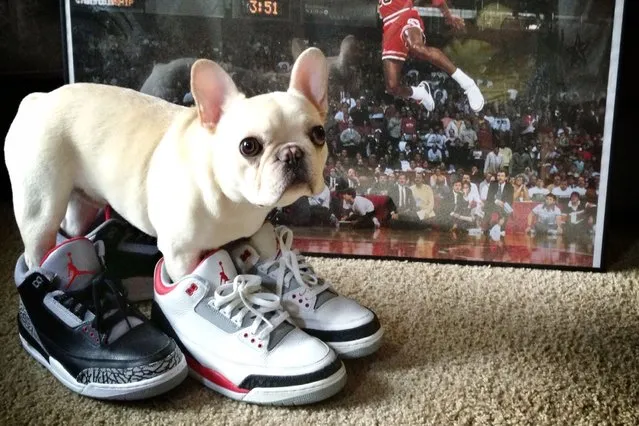 Sir Charles Barkley tries on some new sneakers. (Photo by Caters News)