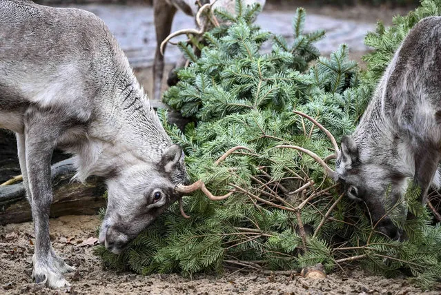 Reindeer eat Christmas trees at the annual Christmas tree feeding at Berlin Zoo, in Berlin, Thursday January 4, 2024. There's something different on the menu for the elephants and some of their fellow residents at the Berlin Zoo: Christmas trees. The treats were unwrapped at the zoo on Thursday in what has become an annual event. (Photo by Jens Kalaene/dpa via AP Photo)