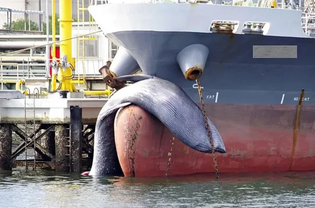 Picture show a 39-foot whale that was crushed to death hanging lifelessly over the bow of a tanker in Japan. Horrified locals caught sight of the whale as the ship pulled into the harbour of Kurashiki last month, September 2021. (Photo by Newsflash)