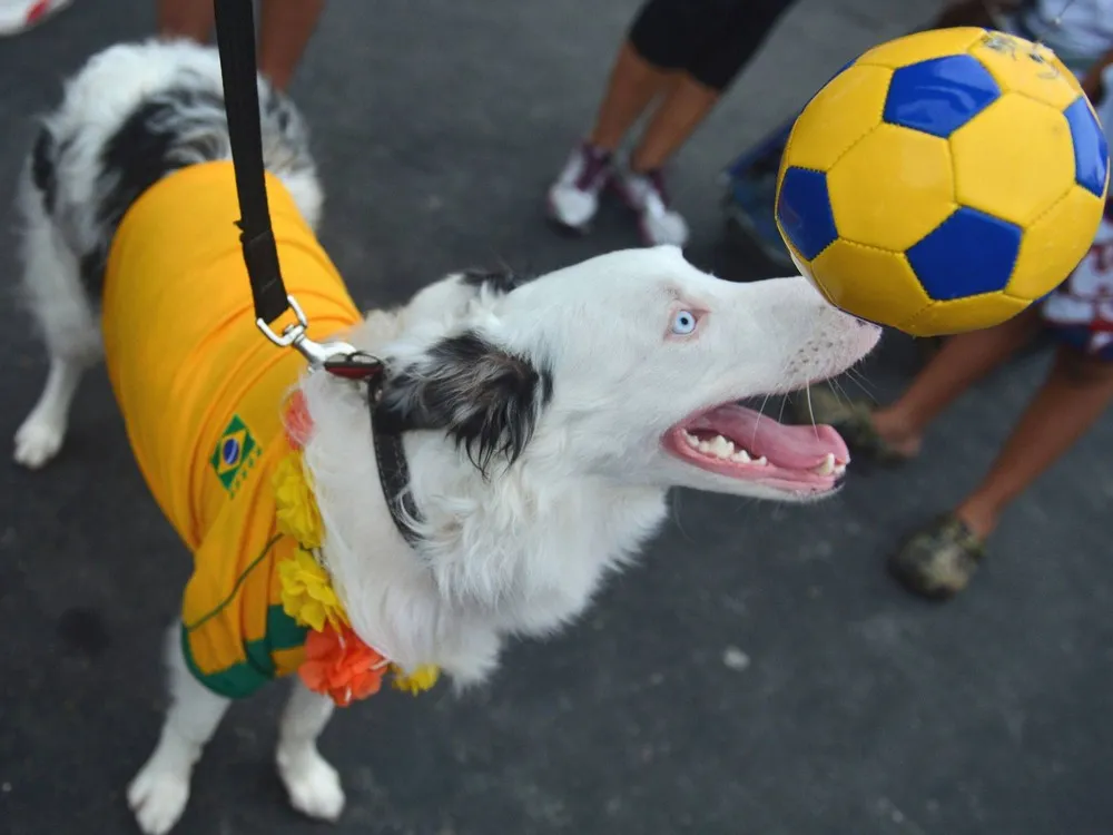 Dogs Have their Day at Rio Pre-Carnival Party