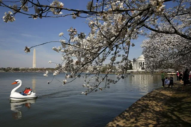 People paddle a swan-shaped boat as visitors walk along the Tidal Basin to look at cherry blossoms in Washington March 24, 2016. (Photo by Jonathan Ernst/Reuters)