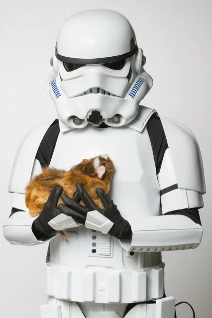 A Storm Trooper with a guinea pig. (Photo by Rohit Saxena/Caters News)