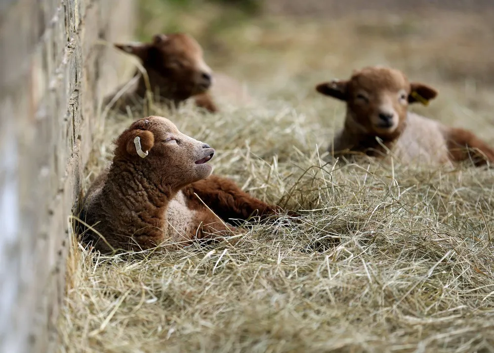 The Week in Pictures: Animals, March 1 – March 7, 2014