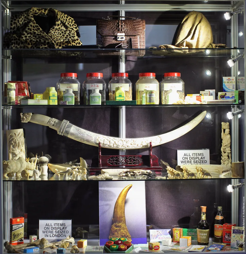 Specimens In The Metropolitan Police's Illegal Trade In Endangered Species Exhibition