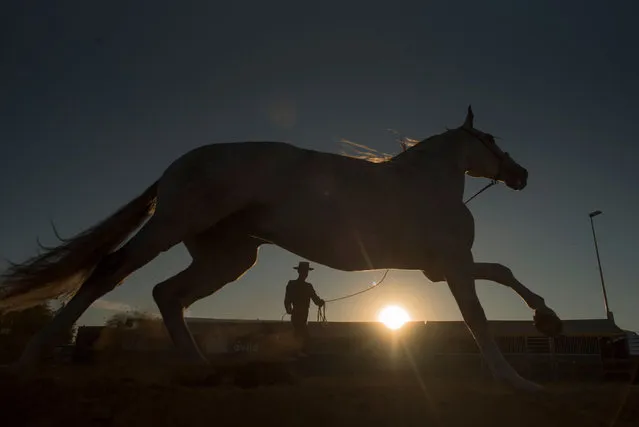 A horseman trains a dressage riding horse at the 2021 Sicab, the International Horse Fair of Spain, in Seville on November 16, 2021. The show runs till November 21, 2021 and is dedicated exclusively to purebred Spanish horses. (Photo by Jorge Guerrero/AFP Photo)