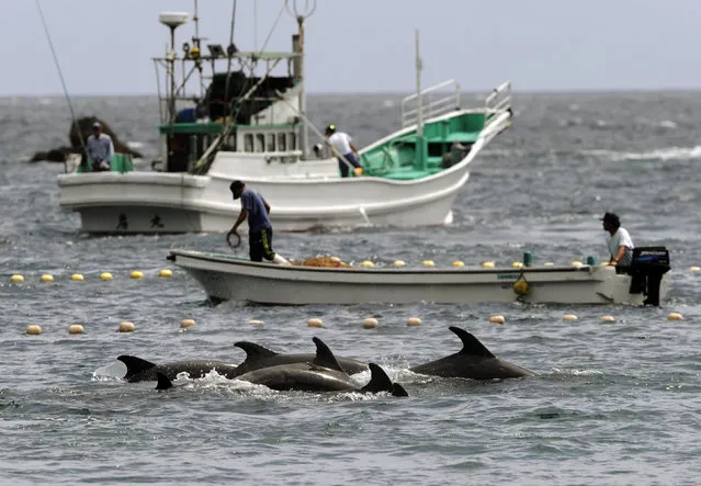 In this September 2, 2010, file photo, fishermen drive bottle-nose dolphins into a net during their annual hunt off Taiji, Wakayama Prefecture, Japan. A court in central Japan on Friday, May 17, 2019 is hearing arguments over whether dolphin hunting violates the nation's animal cruelty laws. (Photo by Kyodo News via AP Photo/File)