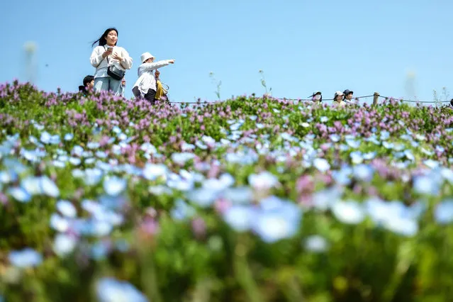 Visitors walk at a field of nemophila flowers on Miharashi no Oka Hill of Hitachi Seaside Park in Hitachinaka, Ibaraki Prefecture on April 2, 2024. (Photo by Philip Fong/AFP Photo)