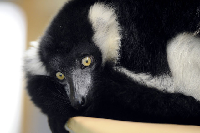 A black and white lemur is pictured at the zoo of the French eastern city of Amneville, on April 11, 2014. (Photo by Jean-Christophe Verhaegen/AFP Photo)