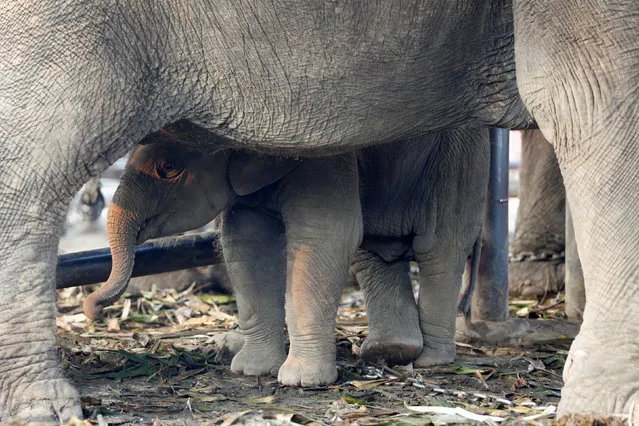 A baby elephant stands under its mother on Thailand’s national elephant day in Ayutthaya, Thailand on March 13, 2017. (Photo by Chaiwat Subprasom/Reuters)
