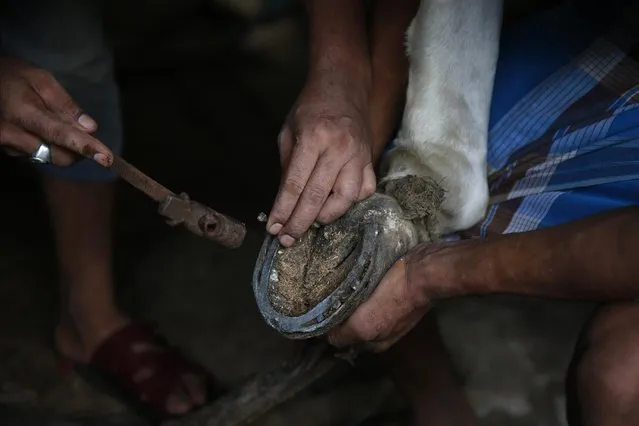 In this June 16, 2015 photo, an Indian blacksmith fixes a horseshoe at a stable in Mumbai, India. (Photo by Rafiq Maqbool/AP Photo)