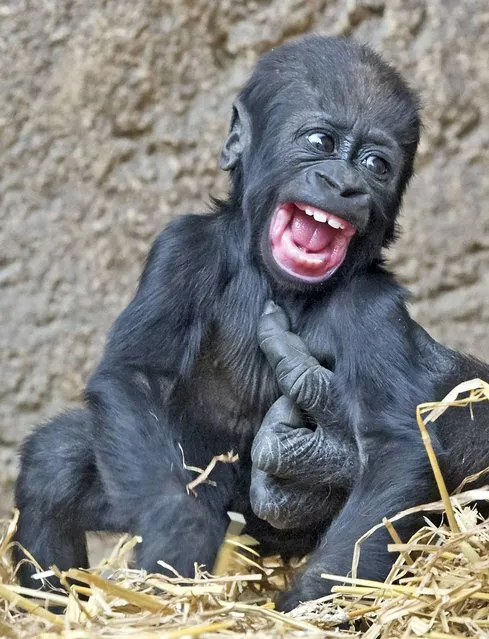 Baby gorilla Jengo play's with the hand of female adult gorilla Kumili at the zoo in Leipzig, Germany, Thursday, April 24, 2014. The baby gorilla Jengo was born on December 2, 2013. (Photo by Jens Meyer/AP Photo)