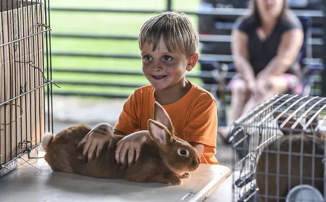 In this photo taken taken Tuesday, June 30, 2015, Henry Padgett, 5, from Waynesburg, Ky., holds onto Bulldozer, a Red New Zealand rabbit, during the 4-H/FFA & Youth Rabbit Show and Poultry Show in the Livestock Show Barn at the Lincoln County Fair near Stanford, Ky. (Photo by Clay Jackson/The Advocate-Messenger via AP Photo)