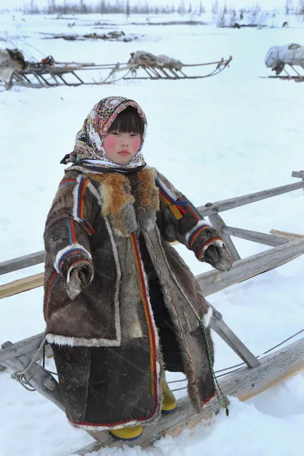 “Staying warm in Yamal”. A young Nenet girl waits for the reindeer herders to finish their task before setting off on the northward migration to new pastures. Photo location: Yamal, Siberia. (Photo and caption by Gordon Esler/National Geographic Photo Contest)