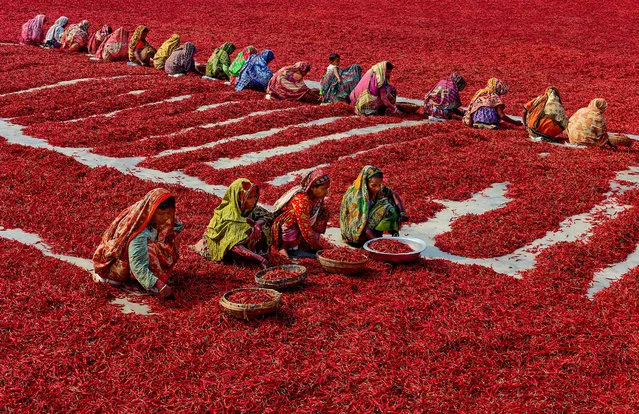 Countless chilli peppers surround labourers in the Bogra district in the north of Bangladesh on February 15, 2017. More than 2,000 people work on almost 100 chilli farms in the area. (Photo by Abdul Momin/Solent News)