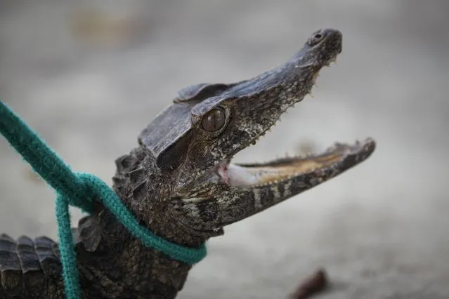 A cayman is seen after falling from a car nearby the Court of Amazonas in Aleixo district, South-Central zone of Manaus, Amazonas, Brazil on May 15th, 2014. The animal was carried to 'Refugio de Vida Silvestre Sauim Castanheiras', a conservation area. (Photo by Raphael Alves/AFP Photo)