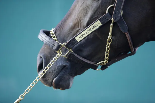 Kentucky Derby winner Always Dreaming stands outside his barn at Pimlico Race Course in Baltimore, Monday, May 15, 2017. The Preakness Stakes horse race is scheduled to take place May 20. (Photo by Patrick Semansky/AP Photo)