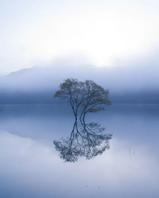 “Lonely tree”. It's a lonely tree's beautiful world. Photo location: Iide, Yamagata Pref., Japan. (Photo and caption by Teruo Araya/National Geographic Photo Contest)