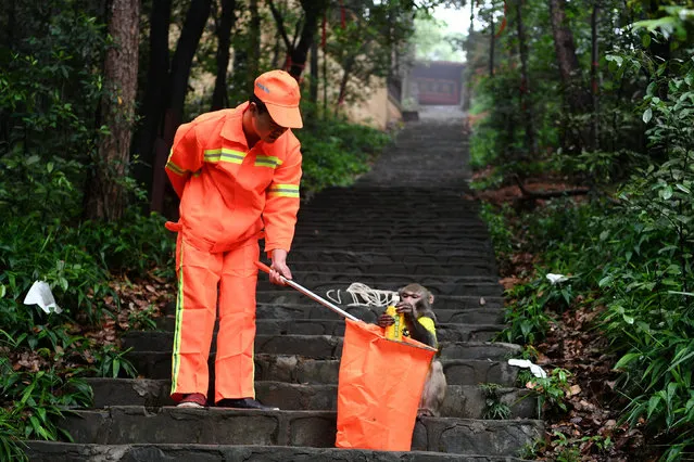 A monkey helps a worker collect garbage on an island at Shiyanhu Ecological Park on World Environment Day, in Changsha, Hunan province, China June 5, 2017. (Photo by Reuters/Stringer)