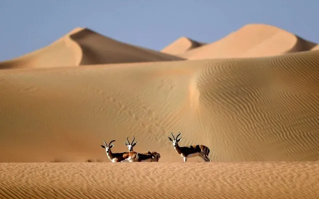 Arabian sand gazelles known as Reem are pictured at Telal Resort in al-Ain on the outskirts of Abu Dhabi on December 20, 2019. (Photo by Karim Sahib/AFP Photo)
