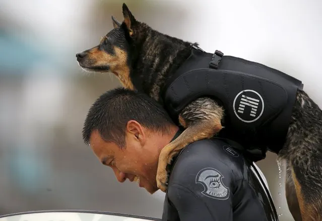 Michael Uy gives his dog Abbie a ride on his shoulders after competing in the 10th annual Petco Unleashed surfing dog contest at Imperial Beach, California August 1, 2015. (Photo by Mike Blake/Reuters)