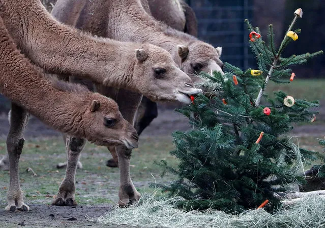 Tierpark Zoo feeds camels with leftover Christmas trees in Berlin, Germany on January 3, 2020. (Photo by Michele Tantussi/Reuters)