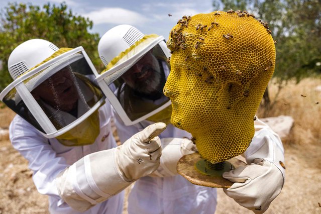 Bees cover with wax a 3D printed simile of an ancient bronze statue of the Roman Emperor Hadrian, created by Slovak artist and designer Tomas Libertiny, Israeli beekeeper Rafi Nir, and curator Dudi Mevorach, that will serve as a template for a bronze mold, at the Israel Museum in Jerusalem on June 7, 2023. The method is a reflection of the lost ancient wax technique which created a mold that melted once boiling bronze was poured over. The new model will be displayed alongside the original Hadrian statue in a few months. (Photo by Menahem Kahana/AFP Photo)