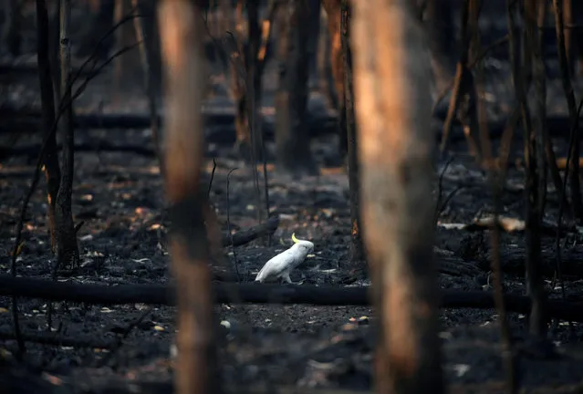 An injured sulphur-crested cockatoo walks through the burnt ground of Kosciuszko National Park in Providence Portal, New South Wales, Australia on January 11, 2020. (Photo by Tracey Nearmy/Reuters)