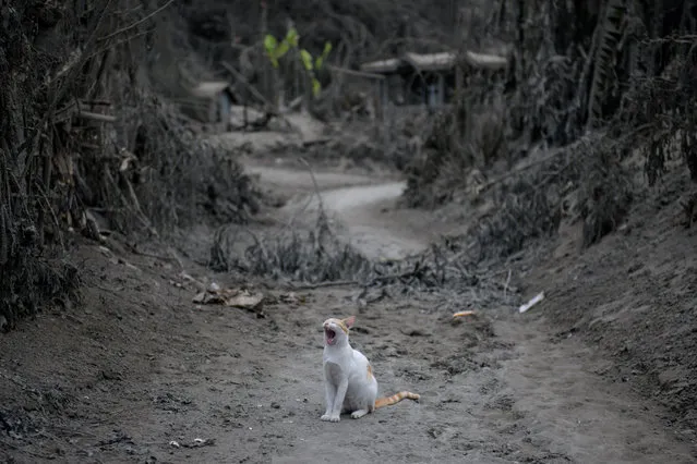 A cat yawns as it sits in a lane abetween ash-covered trees and buildings from the eruption of the Taal volcano, in the village of Buso Buso, near Laurel on January 17, 2020. The threat of the Philippines' Taal volcano unleashing a potentially catastrophic eruption remains high, authorities warned on January 16, saying it was showing dangerous signs despite a “lull” in spewing ash. (Photo by Ed Jones/AFP Photo)