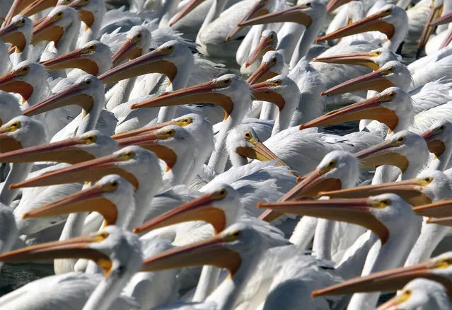 White pelicans, one of the largest birds from Canada and the United States, are seen at the shore of the Chapala lagoon in Cojumatlan, Mexico, on January 28, 2020. White pelicans travel thousands of kilometers migrating from the low temperatures of North America. (Photo by Ulises Ruiz/AFP Photo)