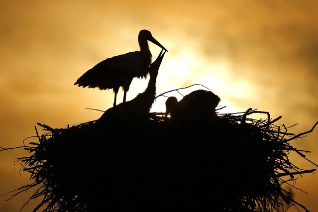 Stork nest at the LIPU Stork Centre in Racconigi, near Cuneo, northwestern Italy, on June 9, 2017. (Photo by Marco Bertorello/AFP Photo)