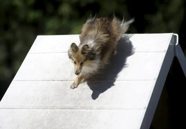 A dog runs over an obstacle during the International Agility Riga Cup competition in Riga, Latvia, August 15, 2015. (Photo by Ints Kalnins/Reuters)
