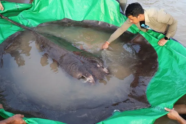 In this photo provided by Wonders of the Mekong taken on June 14, 2022, a man touches a giant freshwater stingray before being released back into the Mekong River in the northeastern province of Stung Treng, Cambodia. A local fisherman caught the 661-pound (300-kilogram) stingray, which set the record for the world's largest known freshwater fish and earned him a $600 reward. (Photo by Chhut Chheana/Wonders of the Mekong via AP Photo)