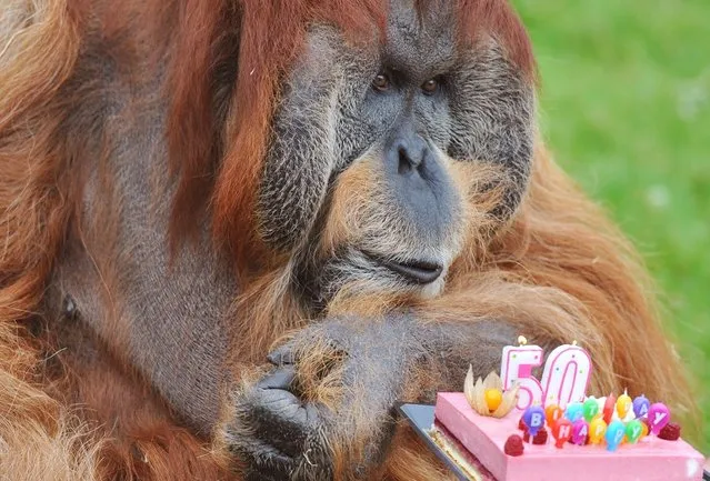 The Oldest Captive Orangutan in the World