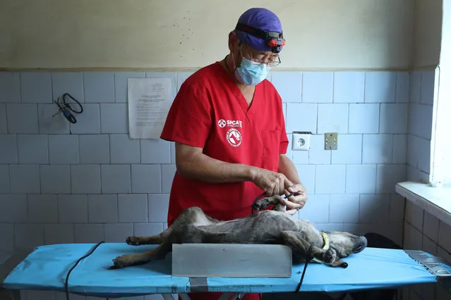 Terry Paik, a veterinarian from San Diego, California, volunteering with The Dogs of Chernobyl initiative, prepares to neuter an anesthetized stray dog at a makeshift veterinary clinic inside the Chernobyl exclusion zone on August 17, 2017 in Chornobyl, Ukraine. (Photo by Sean Gallup/Getty Images)