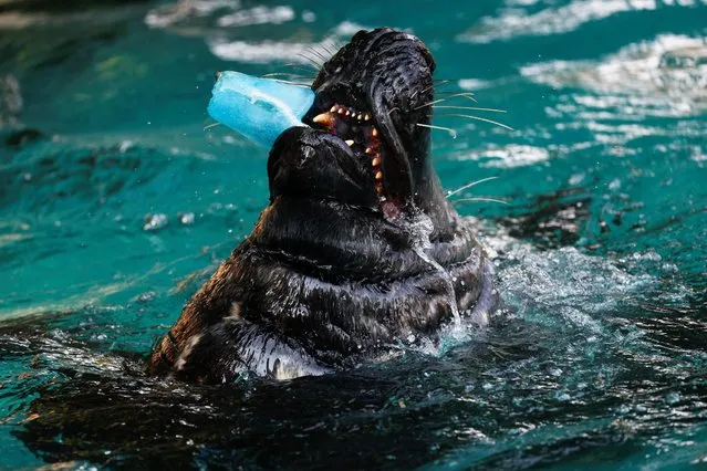 A grey seal eats a fish popsicle during the second heatwave of the year at the Zoo Aquarium in Madrid, Spain, July 13, 2022. (Photo by Susana Vera/Reuters)