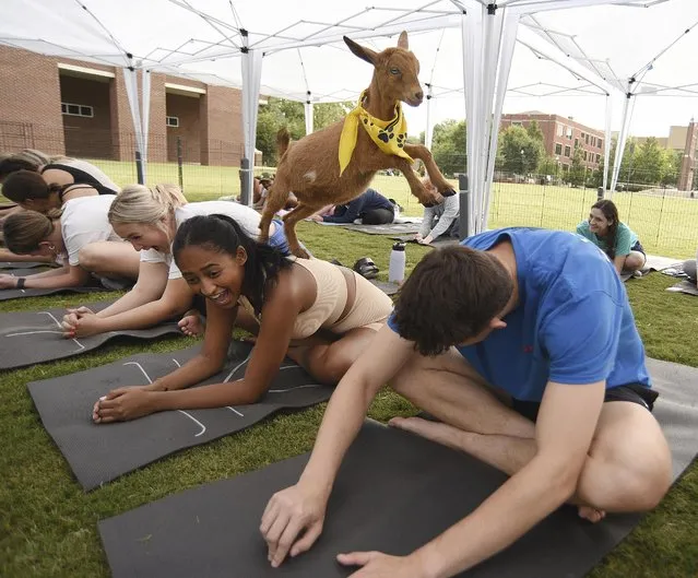 A goat hops from student to student during a goat yoga class at the University of Tennessee on August 25, 2022 as part of welcome back week. The session was organised by Goat Yoga Nashville. (Photo by Matt Hamilton/Chattanooga Times Free Press via AP Photo)