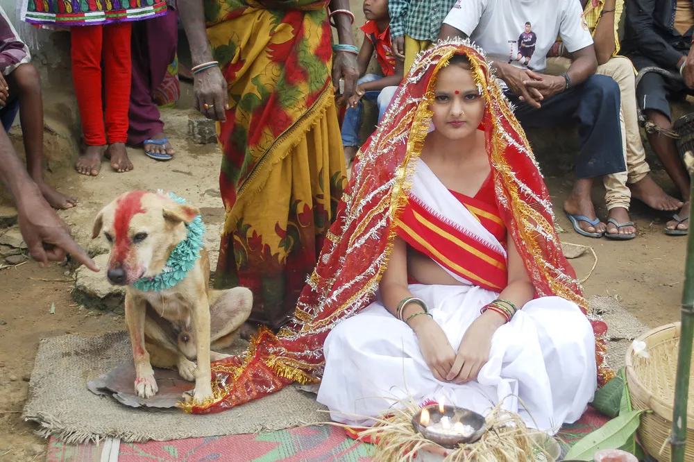 Ouch. Indian Teenage Girl Marries a Dog