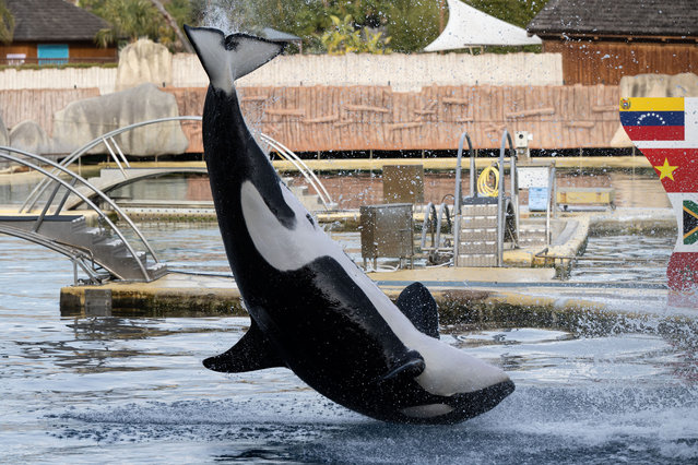An Orca performs at the marine theme park Marineland in Antibes, south-eastern France, on January 2, 2025. Marineland park will close its doors to the public permanently on January 5, 2025. Created in 1970 and located in Antibes, Marineland is the largest marine zoo in Europe. The November 2021 law “banning cetacean shows means that Marineland will have to envisage this closure” in January 2025, said the park, adding 90 percent of its visitors come for its orca and dolphin performances. Marineland has until December 2026 to part with its two remaining killer whales, Keijo and Wikie. (Photo by Miguel Medina/AFP Photo)