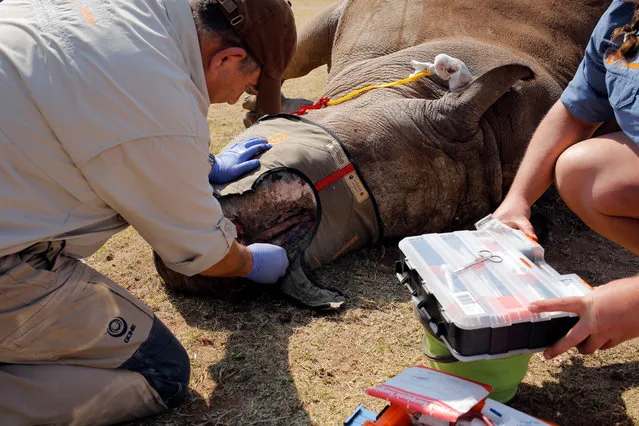 Dr Johan Marais (L) treats an open wound of the eight-years-old White Rhino Seha in Bela Bela, South Africa, 07 September 2017. (Photo by Kim Ludbrook/EPA/EFE)