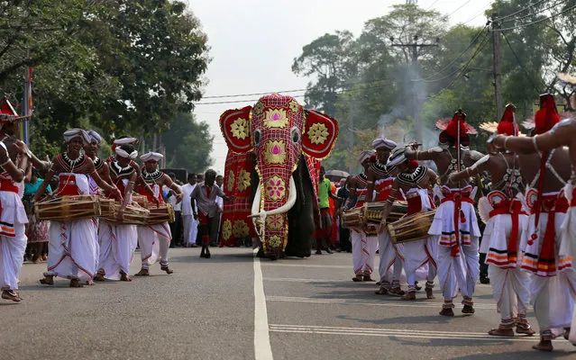 In this October 20, 2016 file photo, Sri Lankan traditional dancers escort a tusker known as “Nadungamuwe Tusker”, who is famous for carrying the sacred tooth relic of the temple of tooth during its annual procession, during a felicitation to the animal for his services to Buddhist temple processions in Kirindiwela village, outside Colombo, Sri Lanka. (Photo by Eranga Jayawardena/AP Photo)