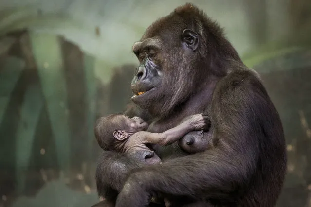 In this photo taken on Thursday, August 4, 2016, Gorilla Kira holds her baby at Moscow's zoo, Russia. (Photo by Alexander Zemlianichenko/AP Photo)